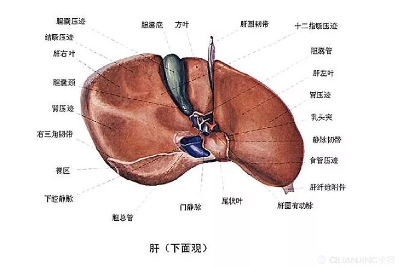 丙肝疾病的治愈现状与未来展望